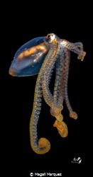 Long arm Octopus 
Bonfire diving 
 by Magali Marquez 